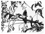 Artist: b'GRIFFITH, Pamela' | Title: b'Noisy Miners' | Date: 1989 | Technique: b'hardground-etching and aquatint, printed in black ink, from one copper plate' | Copyright: b'\xc2\xa9 Pamela Griffith'