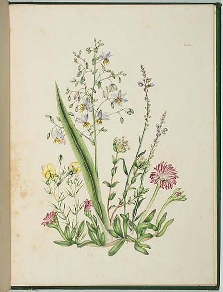 Artist: b'Charsley, Fanny Anne.' | Title: b'Gompholobium huegelil, dianella longifolia, pimelea humilis, mesembryanthemum australe [pigface] and comesperma calemega.' | Date: 1867 | Technique: b'lithograph, printed in black ink, from one stone; handcoloured'