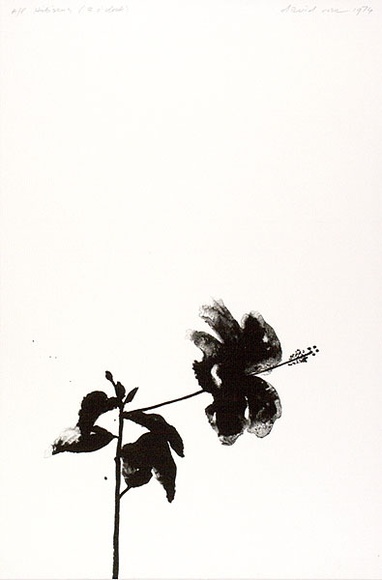 Artist: b'Rose, David.' | Title: bHibiscus (3 o'clock) | Date: 1974 | Technique: b'lithograph, printed in black ink, from one zinc plate'