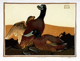 Artist: GRIFFIN, Murray | Title: Wild duck | Date: 1933 | Technique: linocut, printed in colour, from multiple blocks