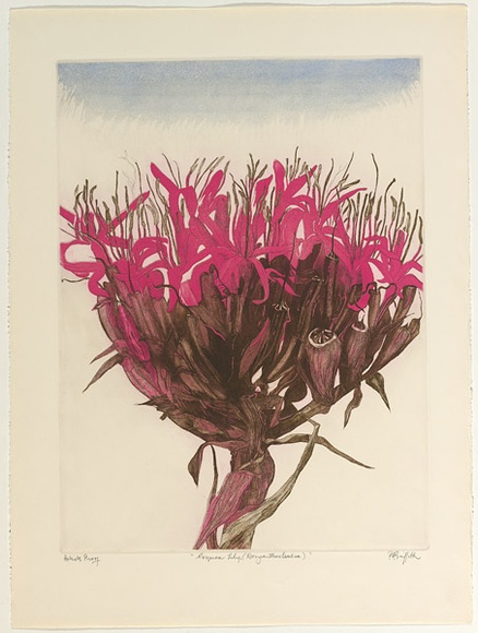 Artist: b'GRIFFITH, Pamela' | Title: b'Gymea Lily (Doryanthes Excelsa)' | Date: 1980 | Technique: b'etching, aquatint, spray resist, printed in colour, burnishing from two zinc plates' | Copyright: b'\xc2\xa9 Pamela Griffith'