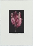Artist: b'Wright, Helen.' | Title: b'(Striped pink flower, black background)' | Date: 2000 | Technique: b'digital print, printed in colour, from digital file'