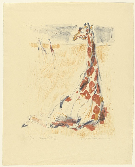 Artist: b'MACQUEEN, Mary' | Title: b'Giraffe resting' | Date: 1971 | Technique: b'lithograph, printed in colour, from multiple plates' | Copyright: b'Courtesy Paulette Calhoun, for the estate of Mary Macqueen'