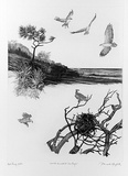 Artist: b'GRIFFITH, Pamela' | Title: b'The White breasted Sea Eagle' | Date: 1989 | Technique: b'hard ground, aquatint, burnishing, printed in black ink, from one copper plate' | Copyright: b'\xc2\xa9 Pamela Griffith'