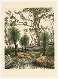 Artist: b'ROSE, David' | Title: b'Grasstrees and angophora' | Date: 1981 | Technique: b'screenprint, printed in colour, from multiple stencils'