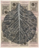 Artist: HALL, Fiona | Title: Brassica oleracea var. capitata  - Cabbage (German currency) | Date: 2000 - 2002 | Technique: gouache | Copyright: © Fiona Hall
