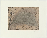 Artist: HALL, Fiona | Title: Wattle and mantid | Date: 2006 | Technique: etching, printed in black ink, from one plate