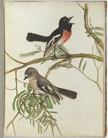 Artist: Lewin, J.W. | Title: Red breast warbler. | Date: January 1805 | Technique: etching, printed in black ink, from one copper plate; hand-coloured