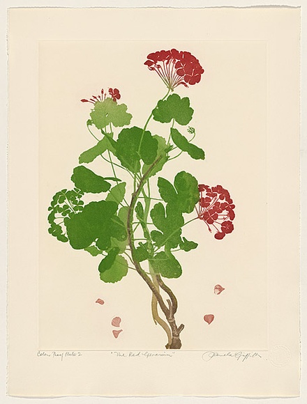 Artist: b'GRIFFITH, Pamela' | Title: b'The Red Geranium' | Date: 1988 | Technique: b'hardground-etching and aquatint, printed in black ink, from one copper plate; hand-coloured' | Copyright: b'\xc2\xa9 Pamela Griffith'