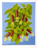 Artist: letcher, William. | Title: Native fuschia. | Date: 1979 | Technique: screenprint, printed in colour, from multiple stencils | Copyright: With the permission of The William Fletcher Trust which provides assistance to young artists.