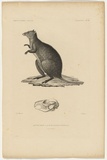 Title: Kanguroo à queue courte, femelle [Short-tailed kangaroo, female] | Date: 1833 | Technique: engraving, printed in black ink, from one plate
