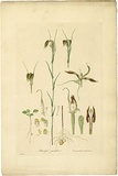 Artist: Bauer, Ferdinand. | Title: Pterostylis grandiflora. | Date: 1806-13 | Technique: engraving, printed in colour, from one plate; hand-coloured; letterpress