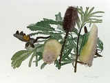 Artist: GRIFFITH, Pamela | Title: Banksias | Date: 1989 | Technique: hard ground, aquatint, burnishing, printed from one copper plate; additional hand-tinting | Copyright: © Pamela Griffith