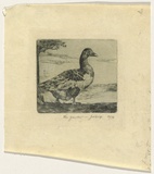 Artist: Crisp, James. | Title: The gander. | Date: 1924 | Technique: etching, printed in green ink with plate-tone, from one plate
