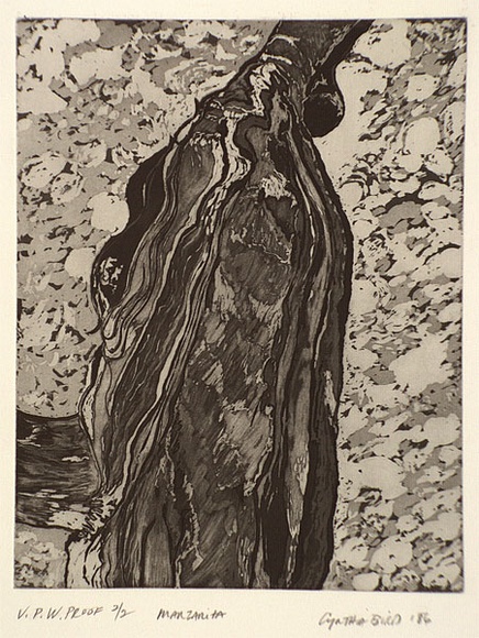 Artist: b'Bird, Cynthia.' | Title: b'Manzanita' | Date: 1986, June | Technique: b'etching and aquatint, printed in black ink with plate-tone, from one plate'