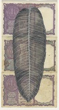 Artist: HALL, Fiona | Title: Terminalia arjuna - White murdah (Indian currency) | Date: 2000 - 2002 | Technique: gouache | Copyright: © Fiona Hall