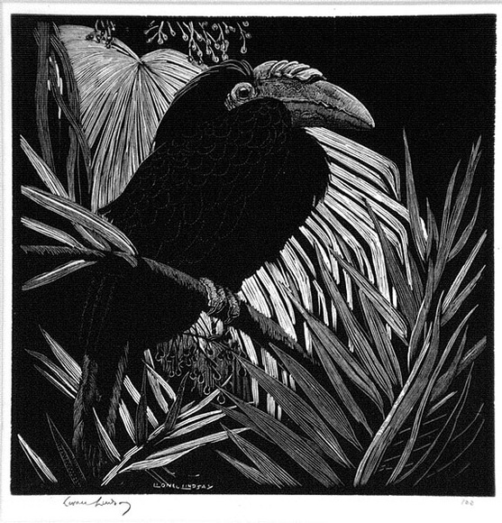 Artist: LINDSAY, Lionel | Title: Hornbill | Date: 1931 | Technique: wood-engraving, printed in black ink, from one block | Copyright: Courtesy of the National Library of Australia