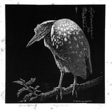 Artist: b'LINDSAY, Lionel' | Title: b'Night Heron' | Date: 1935 | Technique: b'wood-engraving, printed in black ink, from one block' | Copyright: b'Courtesy of the National Library of Australia'