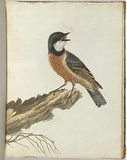 Artist: Lewin, J.W. | Title: Orange breast thrush. | Date: 1803-1805 | Technique: etching, printed in black ink, from one copper plate; hand-coloured