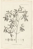 Title: Carpodontos Lucida | Date: 1807 | Technique: engraving, printed in black ink, from one copper plate