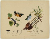 Artist: Scott, Helena. | Title: Hesperia coreeba, Pamphila palmarum. | Date: c.1865 | Technique: lithograph, printed in black ink, from one stone; hand-coloured