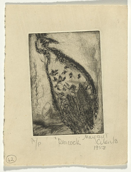 Artist: b'Cilento, Margaret.' | Title: b'Peacock.' | Date: 1953 | Technique: b'etching, aquatint, printed in black ink with plate-tone, from one  plate'