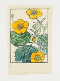 Artist: Sutherland, Jean. | Title: not titled [yellow, green flowers]