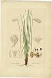 Artist: b'Bauer, Ferdinand.' | Title: b'Johnsonia lupulina.' | Date: 1806-13 | Technique: b'engraving, printed in colour, from one plate; hand-coloured; letterpress'