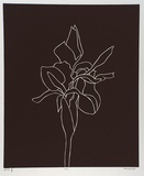 Artist: b'Marshall, John.' | Title: b'Iris' | Date: 1997 | Technique: b'linocut, printed in black ink, from one block'