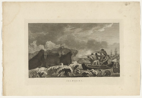 Title: b'Sea horses' | Date: 1784 | Technique: b'etching and engraving, printed in black ink, from one plate'
