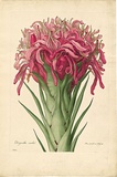 Artist: Bauer, Ferdinand. | Title: Gymea lily. | Date: 1806-13 | Technique: engraving, printed in colour, from one plate; hand-coloured; letterpress