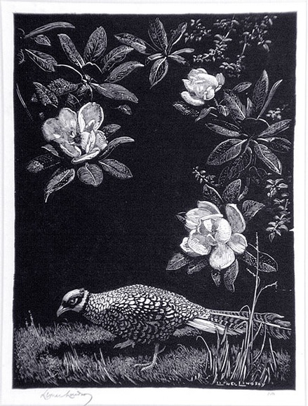 Artist: b'LINDSAY, Lionel' | Title: b'Pheasant and Magnolia' | Date: 1925 | Technique: b'wood-engraving, printed in black ink, from one block' | Copyright: b'Courtesy of the National Library of Australia'