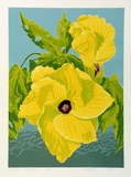 Artist: letcher, William. | Title: Native Hibiscus. | Date: 1979 | Technique: screenprint, printed in colour, from multiple stencils | Copyright: With the permission of The William Fletcher Trust which provides assistance to young artists.