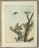 Artist: b'Lewin, J.W.' | Title: b'Cryptophasa pultenoe' | Date: 08/04/1803 | Technique: b'etching, printed in black ink, from one copper plate; hand-coloured'