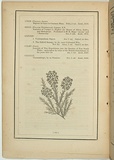 Title: b'not titled [dillwynia cinerascens].' | Date: 1861 | Technique: b'woodengraving, printed in black ink, from one block'