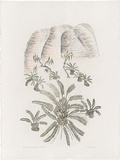 Artist: Bradhurst, Jane. | Title: Cycad forest with Bungle Bungles, Kimberley. | Date: 1997 | Technique: lithograph, printed in black ink, from one stone; hand-coloured in watercolour