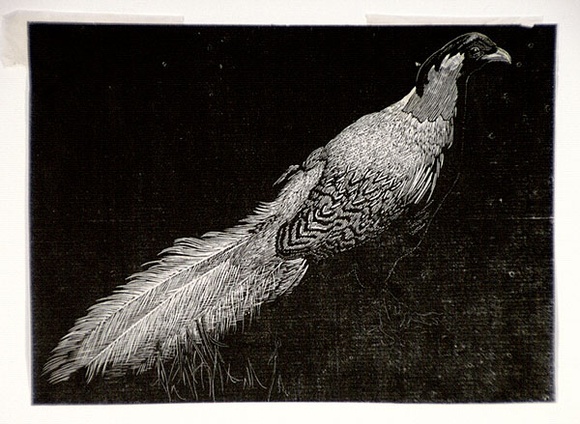 Artist: b'LINDSAY, Lionel' | Title: b'Silver pheasant' | Date: 1936 | Technique: b'wood-engraving, printed in black ink, from one block' | Copyright: b'Courtesy of the National Library of Australia'