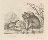 Title: b'Ornithorrynque [Duck-billed platypus] and Wombat ou desman [Wombat or desman]' | Date: 1835 | Technique: b'engraving, printed in black ink, from one steel plate'