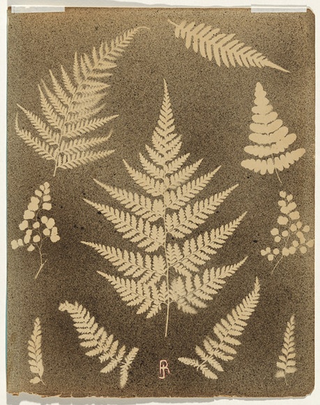 Artist: b'Jackson, Robert.' | Title: b'(Ten fern leaves)' | Date: 1875 | Technique: b'splatterwork, printed in black ink, from one  stencil'