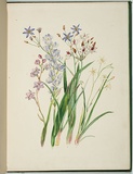 Artist: Charsley, Fanny Anne. | Title: Thelymitra ixioides, thelymitra aristata, burchardia umbellata, stypandra cæspitosa and stypandra umbellata. | Date: 1867 | Technique: lithograph, printed in black ink, from one stone; handcoloured