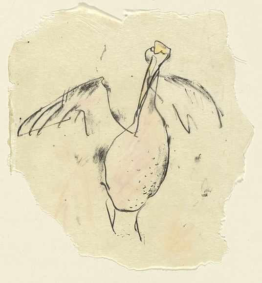 Artist: b'MACQUEEN, Mary' | Title: b'Pelican' | Date: 1977 | Technique: b'transfer-lithograph, printed in black ink, from one plate; hand-coloured' | Copyright: b'Courtesy Paulette Calhoun, for the estate of Mary Macqueen'
