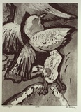 Artist: Hillard, Merris. | Title: Birds | Date: c.1986 | Technique: aquatint, printed in black ink, from one plate