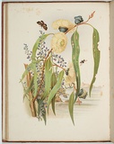 Artist: b'Meredith, Louisa Anne.' | Title: bGum-flowers, and 'love'. | Date: 1860 | Technique: b'lithograph, printed in colour, from multiple stones; letterpress text'