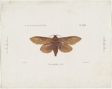 Title: b'Pielus imperialis, O and P' | Date: 1876 | Technique: b'lithograph, printed in colour, from multiple stones'