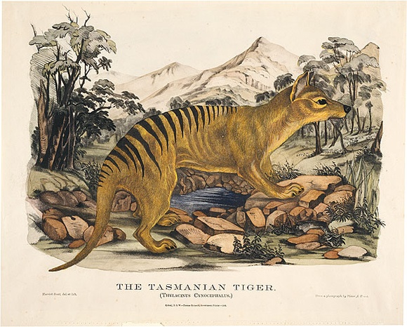 Title: b'The Tasmanian tiger. Thylacinus Cynocephalus' | Date: 1869 | Technique: b'lithograph, printed in black ink, from one stone; hand-coloured'