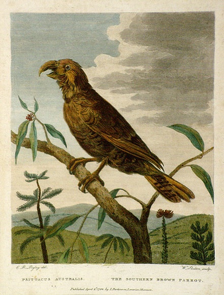 Artist: Skelton, William. | Title: 'Psittacus Australia.The Southern Brown Parrot | Date: 1792 | Technique: engraving, printed in black ink, from one copper plate; hand-coloured