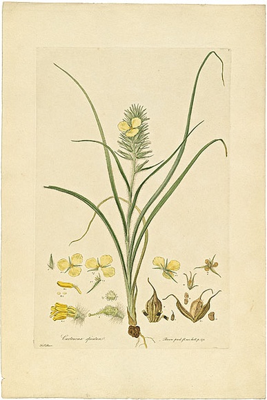 Artist: b'Bauer, Ferdinand.' | Title: b'Cartonema spicatum.' | Date: 1806-13 | Technique: b'engraving, printed in colour, from one plate; hand-coloured; letterpress'