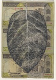 Artist: HALL, Fiona | Title: Cydonia  oblonga - Quince (Iranian currency) | Date: 2000 - 2002 | Technique: gouache | Copyright: © Fiona Hall