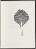 Artist: b'White, Robin.' | Title: b'Not titled (the fan).' | Date: 1985 | Technique: b'woodcut, printed in black ink, from one block'