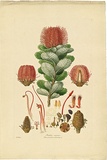 Artist: BAUER, Ferdinand | Title: Banksia coccinea. | Date: 1806-13 | Technique: engraving, printed in colour, from one plate; hand-coloured; letterpress